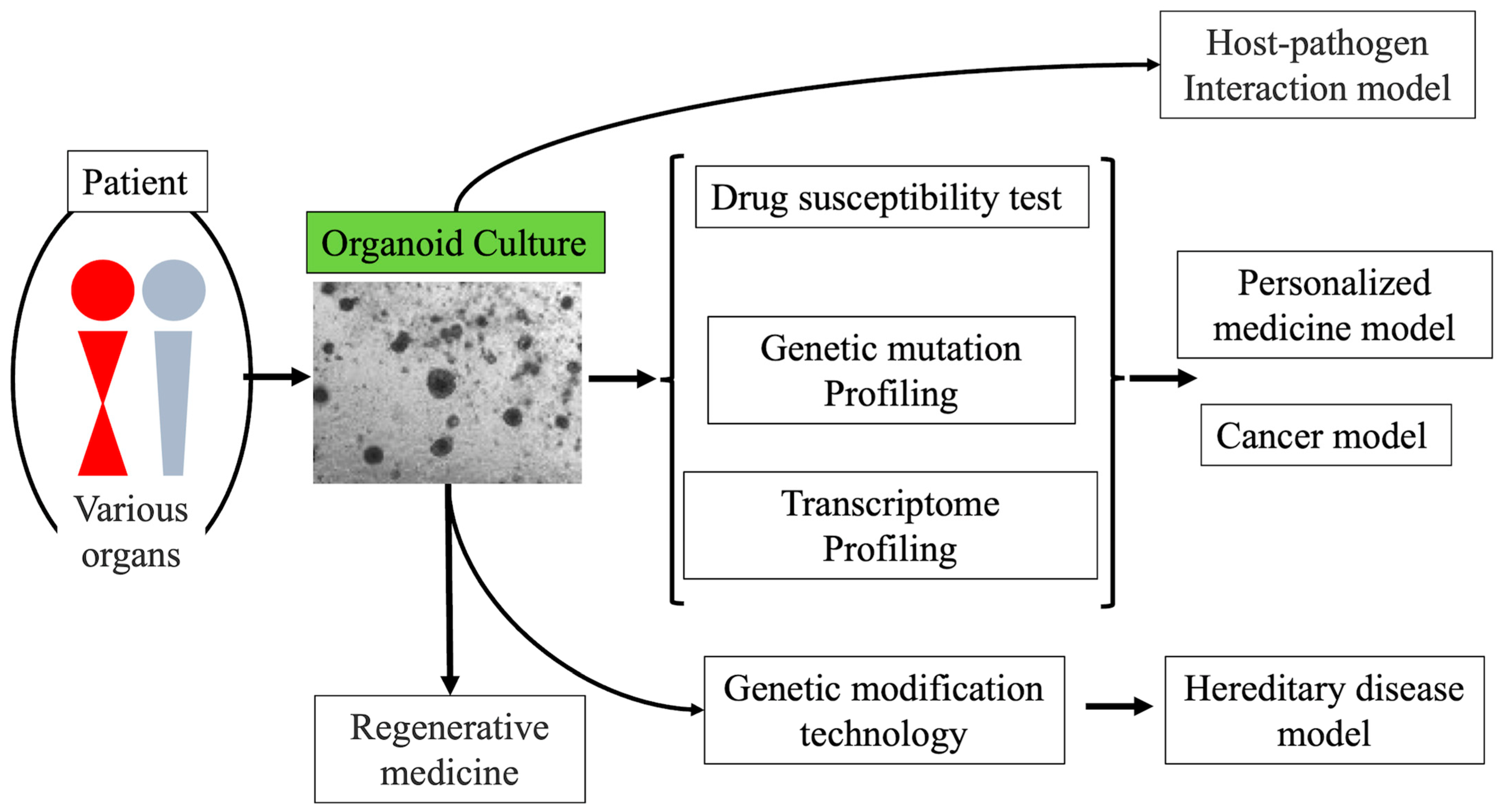 JPM Free Full Text Application Of Patient Derived Cancer Organoids