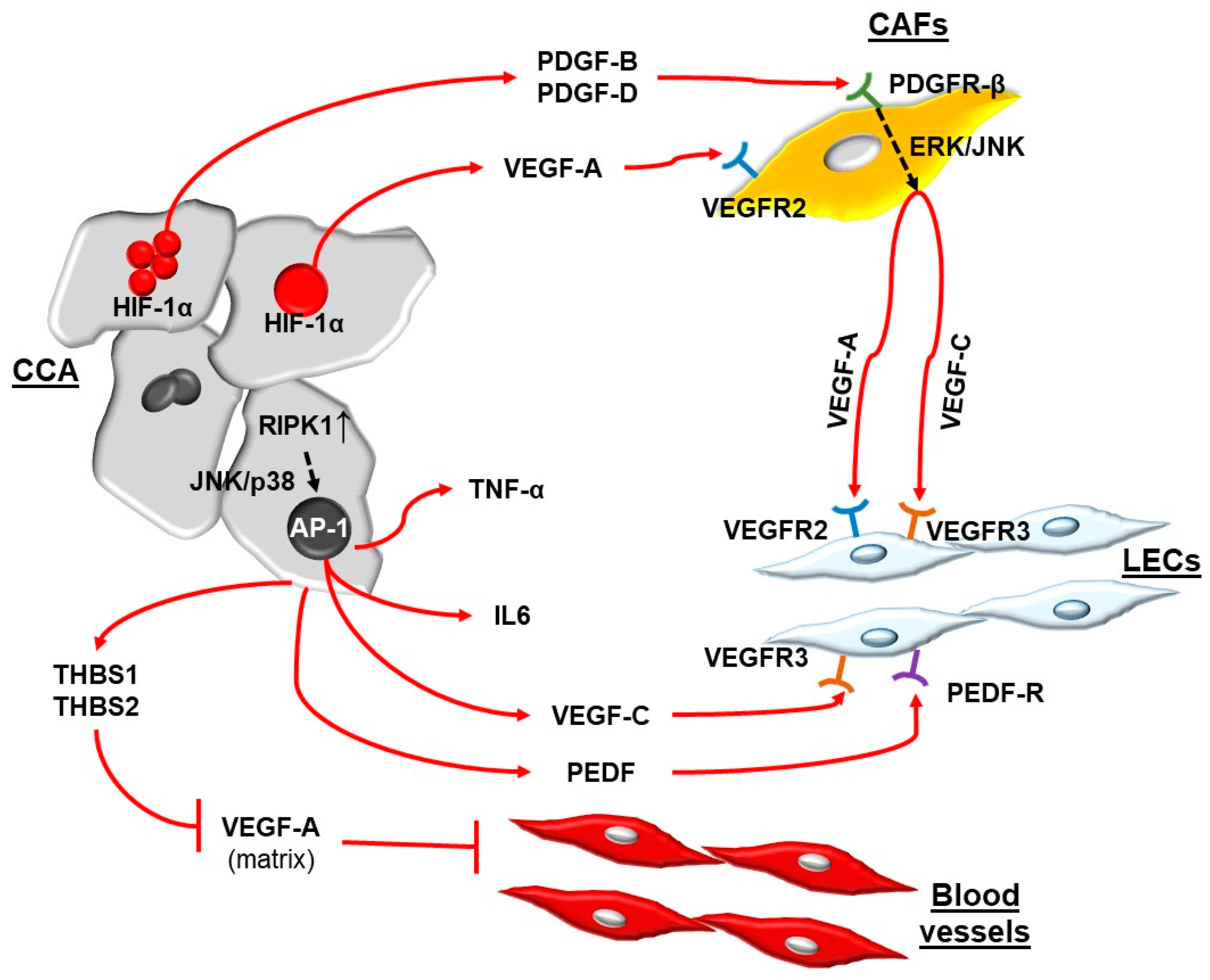 Jpm 12 01086 g002 Jpm 12 01086 g002