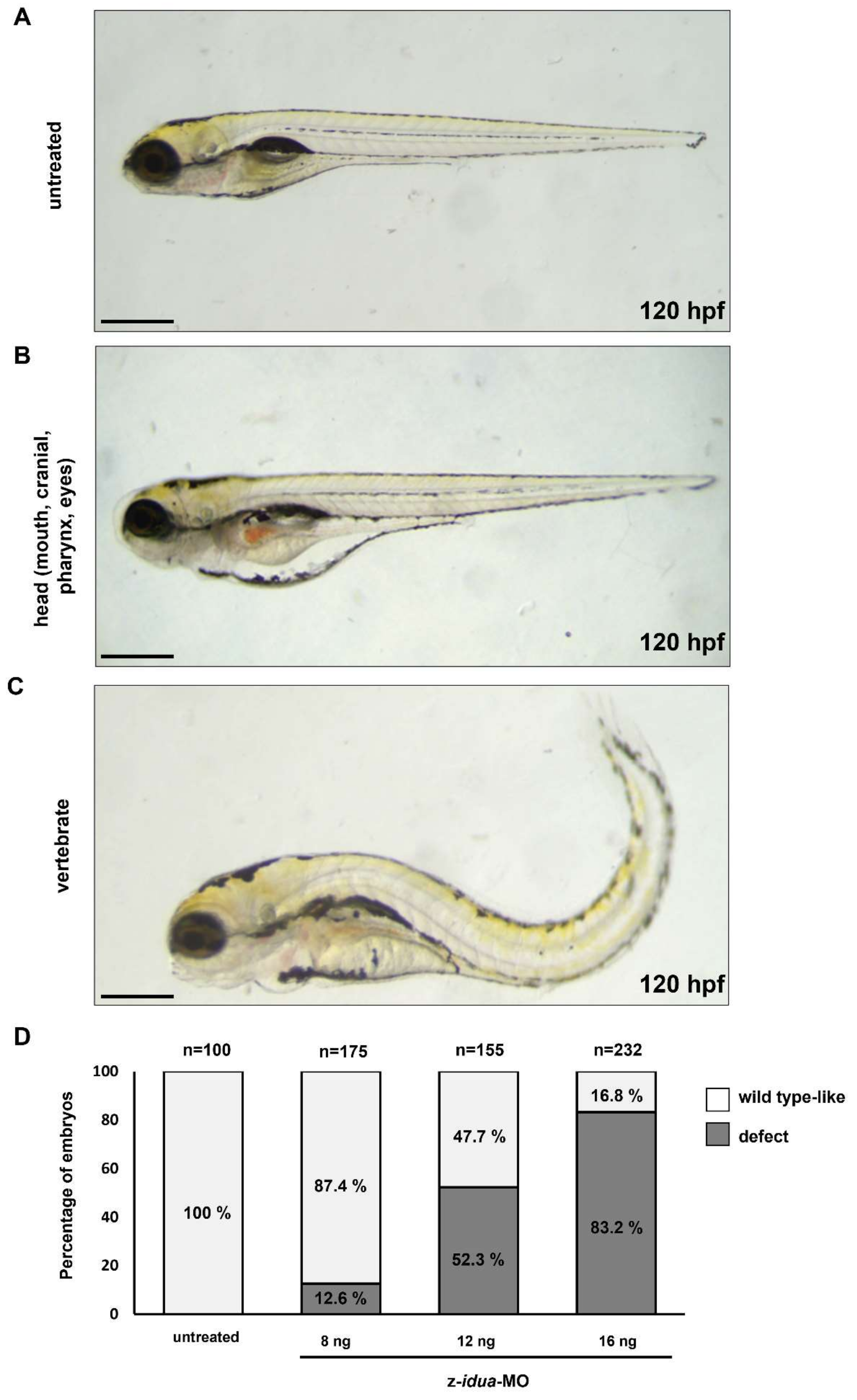 Jpm 12 01199 g003 Jpm 12 01199 g003