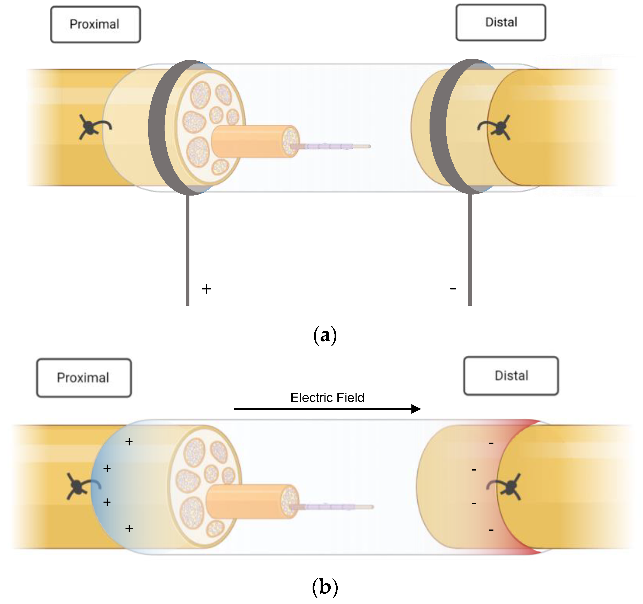 An implantable electrical stimulator used for peripheral nerve  rehabilitation in rats