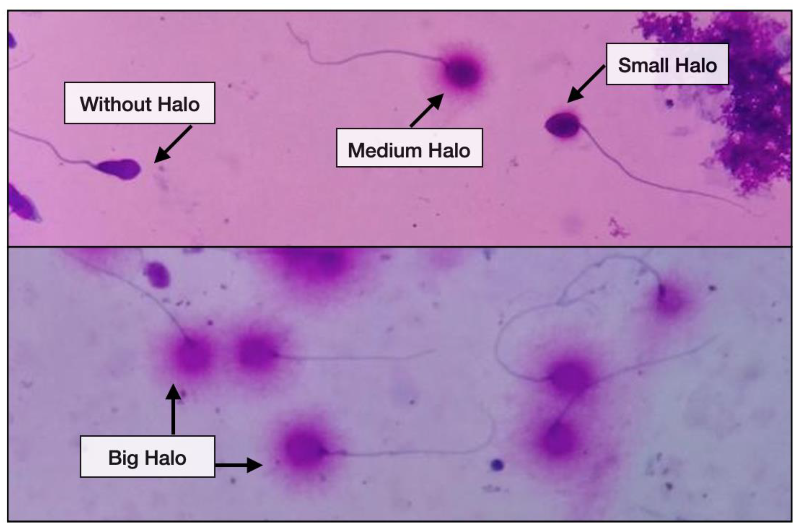 Jpm 13 01079 g002 Jpm 13 01079 g002