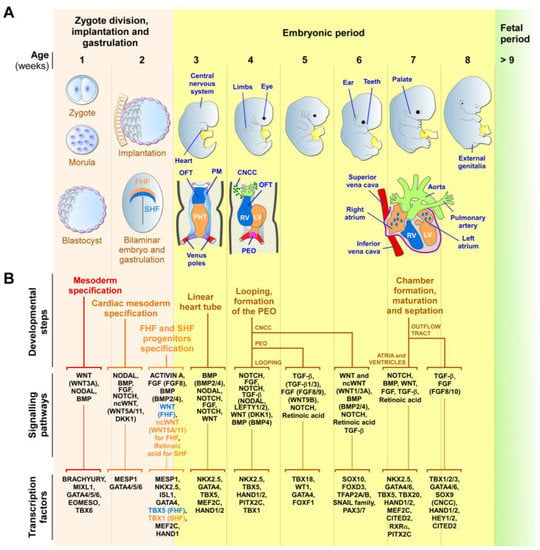 JPM | Free Full-Text | Charting the Path: Navigating Embryonic ...