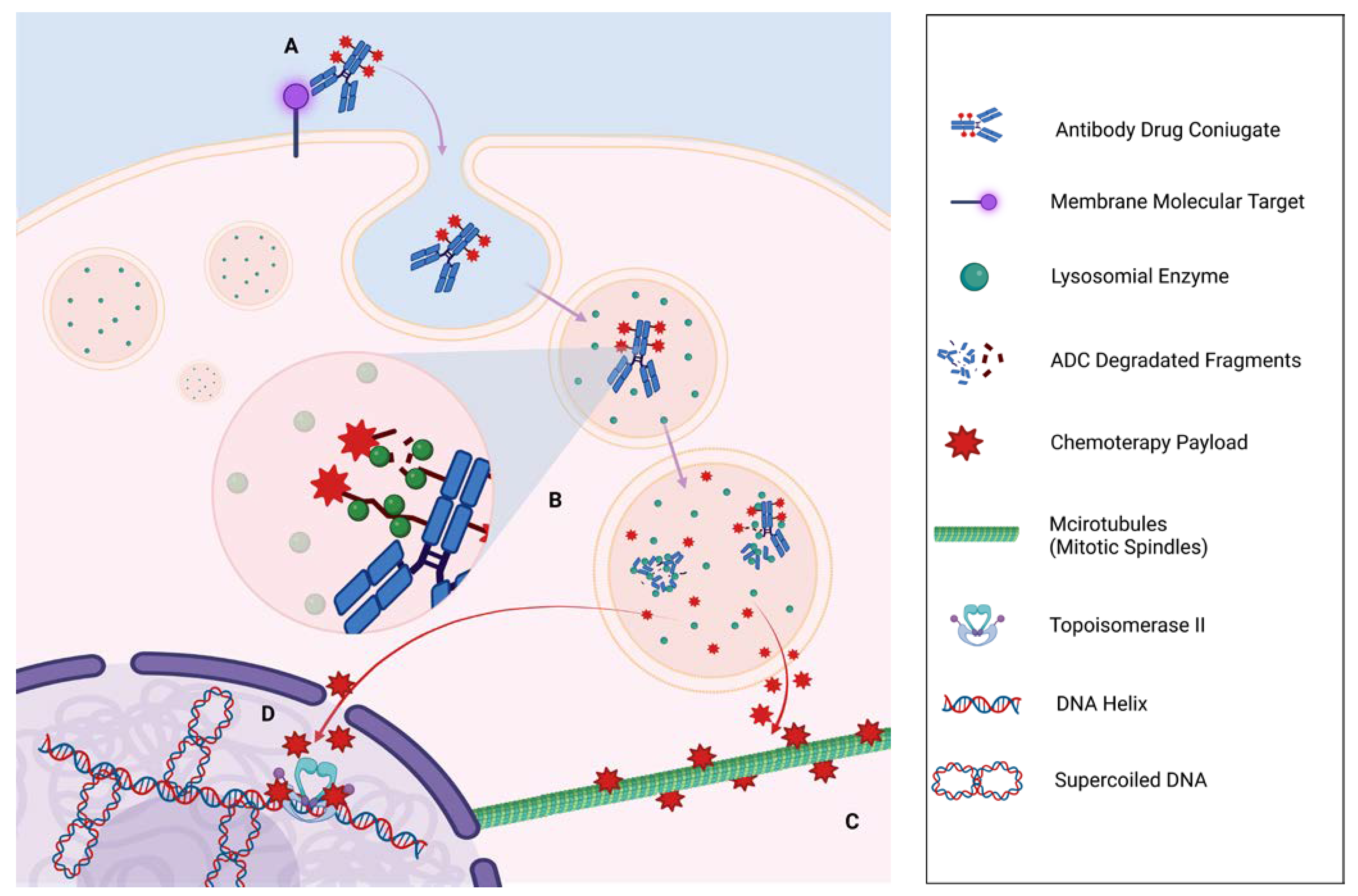 Understanding the activity of antibody–drug conjugates in primary and  secondary brain tumours