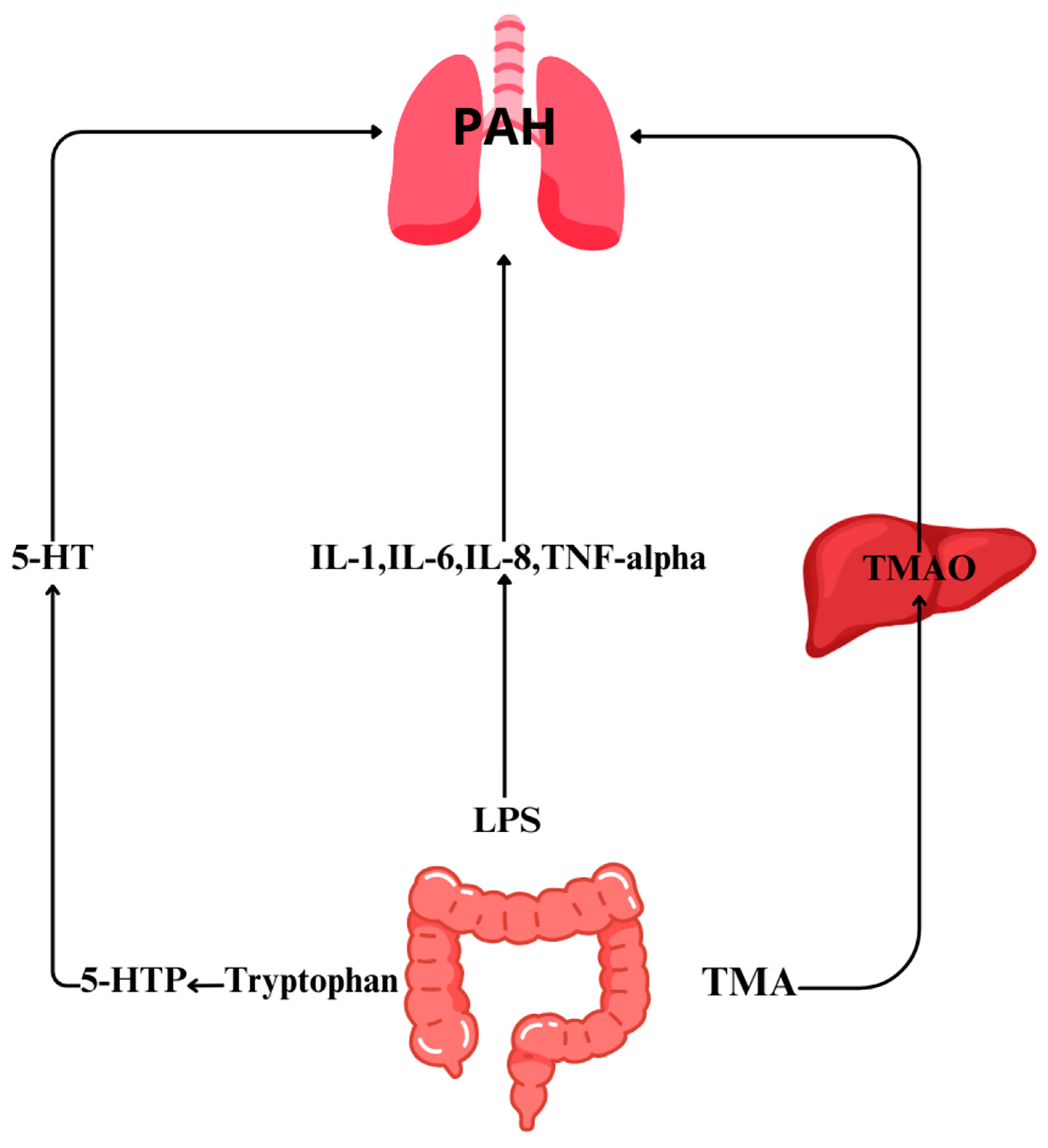 Jpm Free Full Text Gutlung Axis In Focus Deciphering The Impact Of Gut Microbiota On