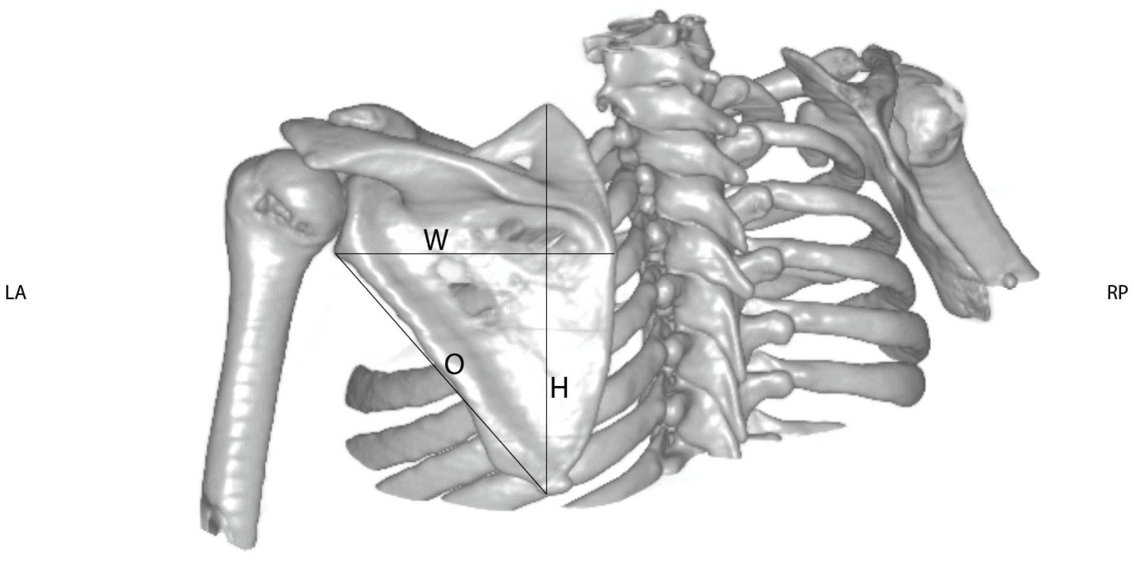 Jpm 14 00846 g003 Jpm 14 00846 g003