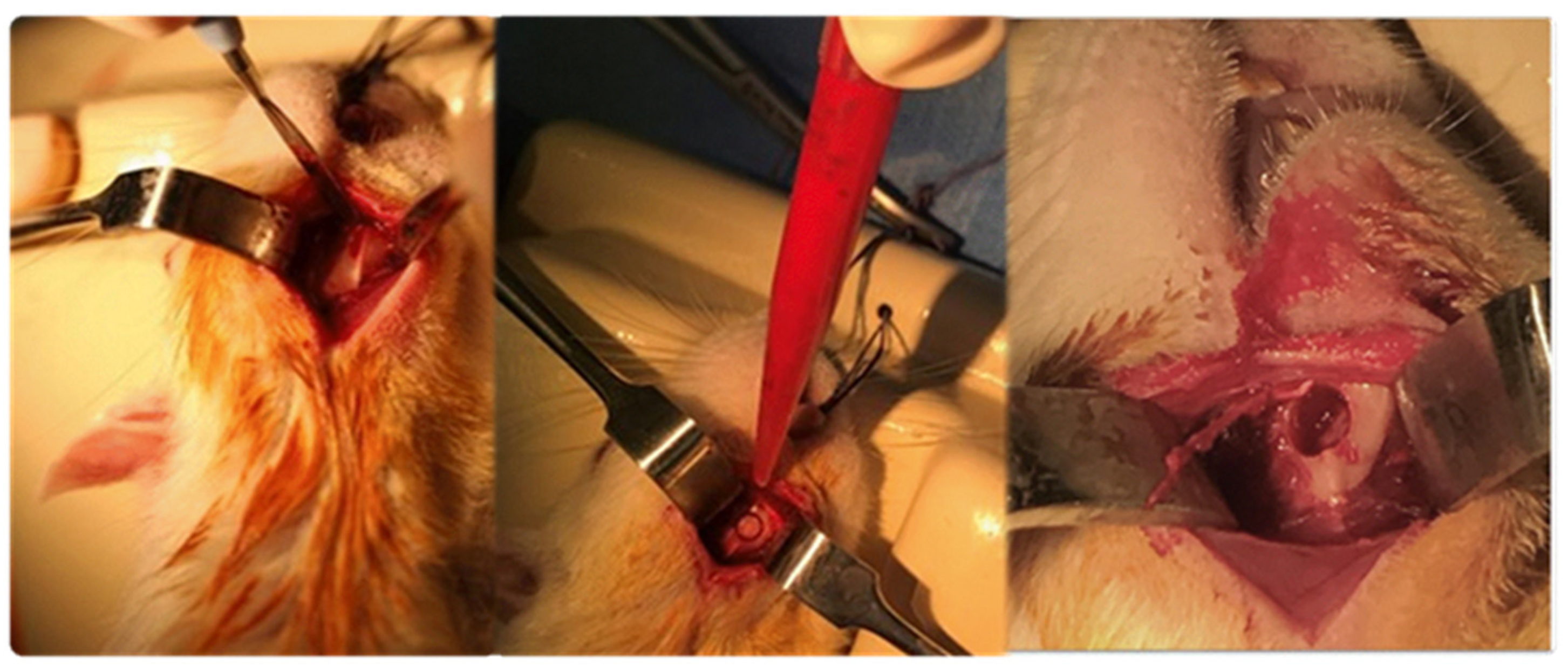 Jpm 14 01075 g002 Jpm 14 01075 g002