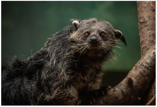 Binturong