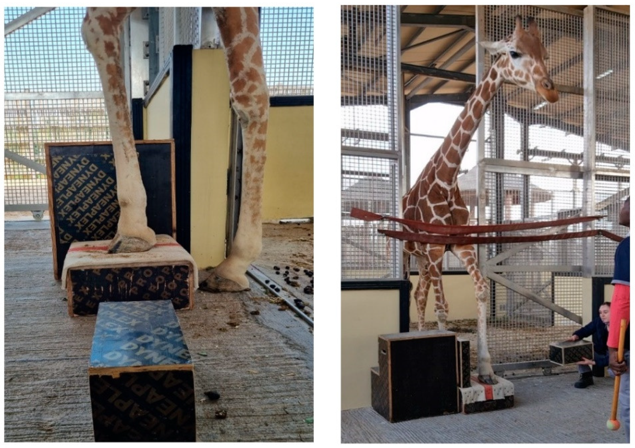 Jzbg 03 00051 g002 Jzbg 03 00051 g002