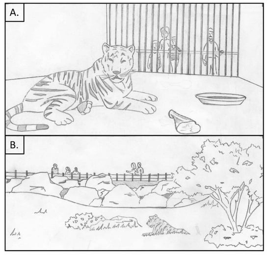 White Tiger  Encyclopedia MDPI