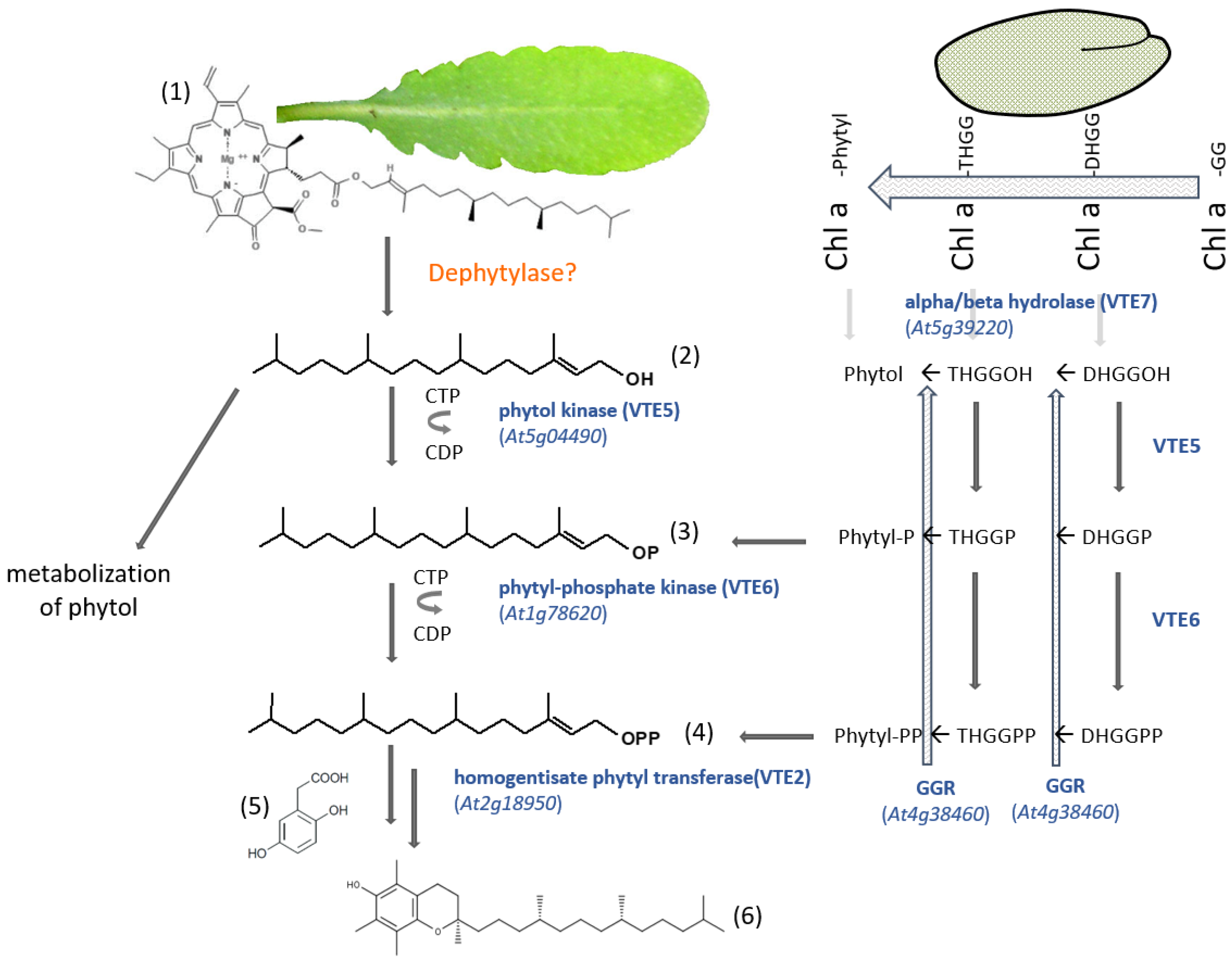 A cytosolic bifunctional geranyl/farnesyl diphosphate synthase provides  MVA-derived GPP for geraniol biosynthesis in rose flowers