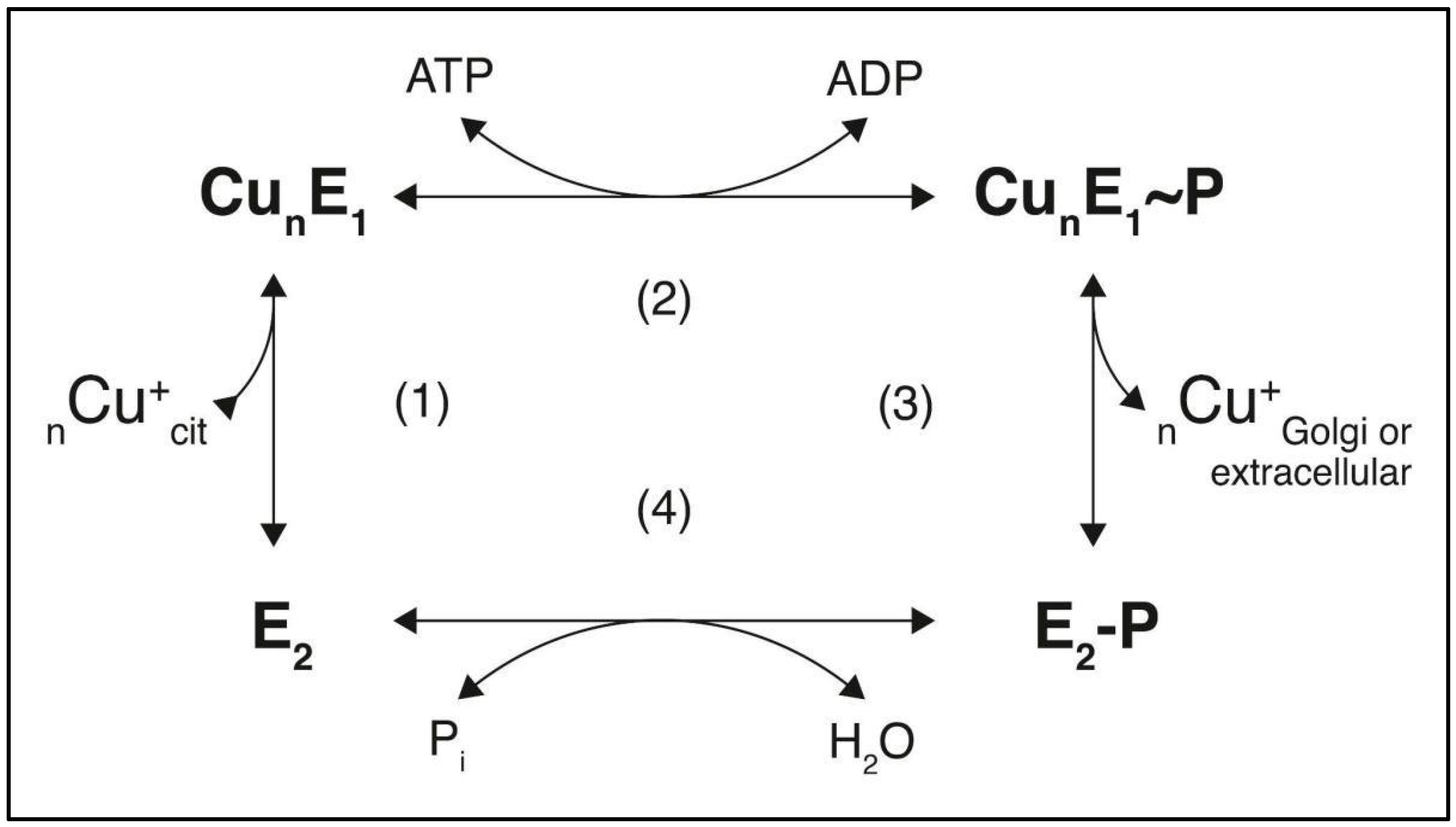 Kinasesphosphatases 02 00015 g002 Kinasesphosphatases 02 00015 g002