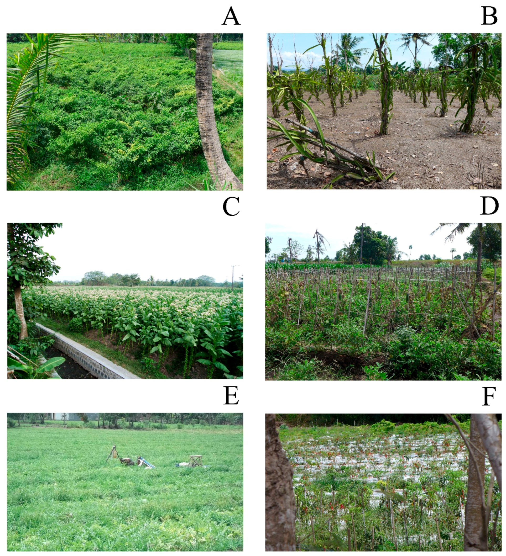 Land | Free Full-Text | Agricultural Land Conversion, Land Economic Value,  and Sustainable Agriculture: A Case Study in East Java, Indonesia
