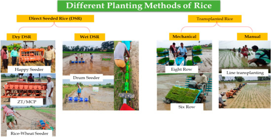 Direct Dry Seeding of Rice (DSR), an Ultimate Pathway for