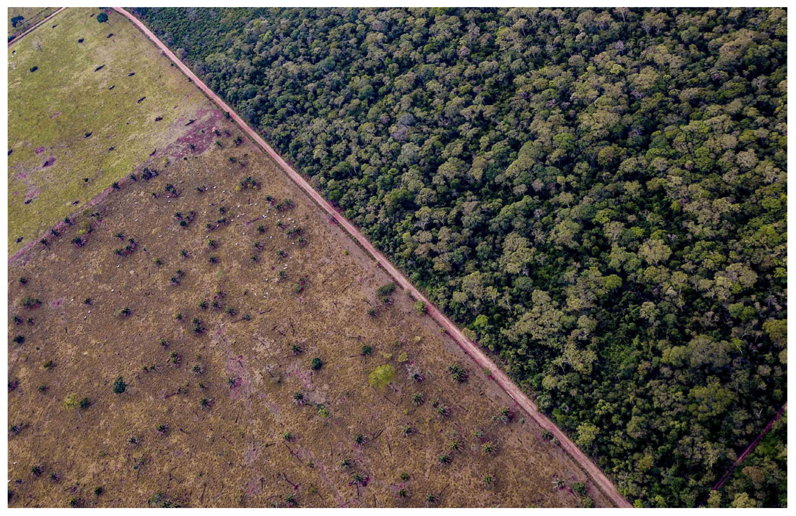 Land | Free Full-Text | Effect of Deforestation on Land Surface Temperature  in the Chiquitania Region, Bolivia
