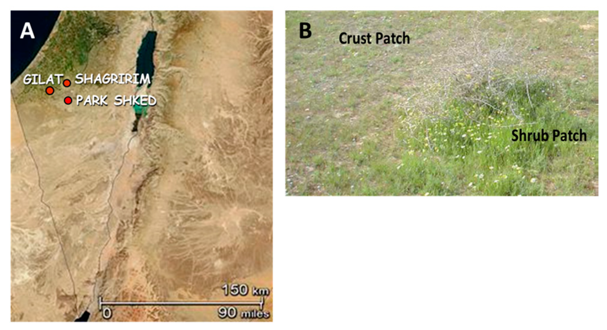 Land Free FullText Functional Restoration of Desertified, Water