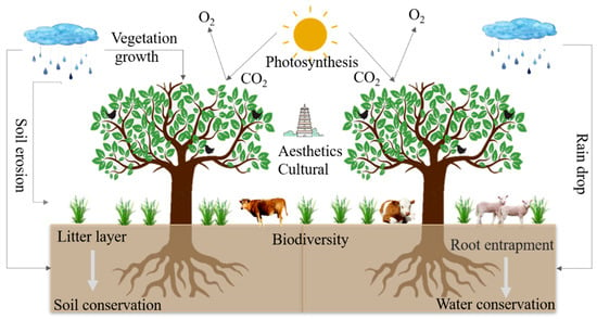 Land | Free Full-Text | Review of Valuation of Forest Ecosystem ...