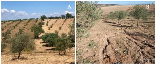 Land | Free Full-Text | Erosion Control Performance of Improved Soil  Management in Olive Groves: A Field Experimental Study in NE Portugal