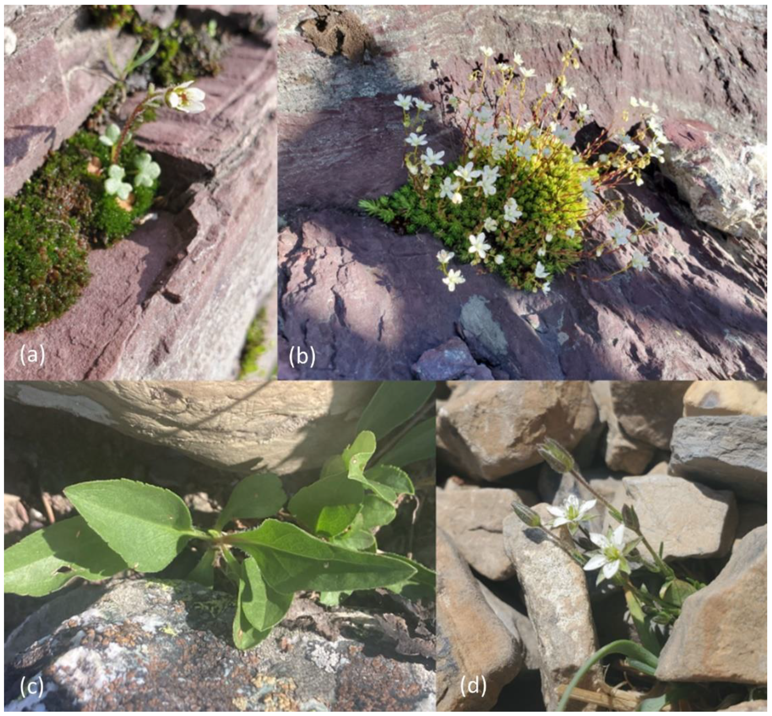 Land 14 00306 g002 Land 14 00306 g002