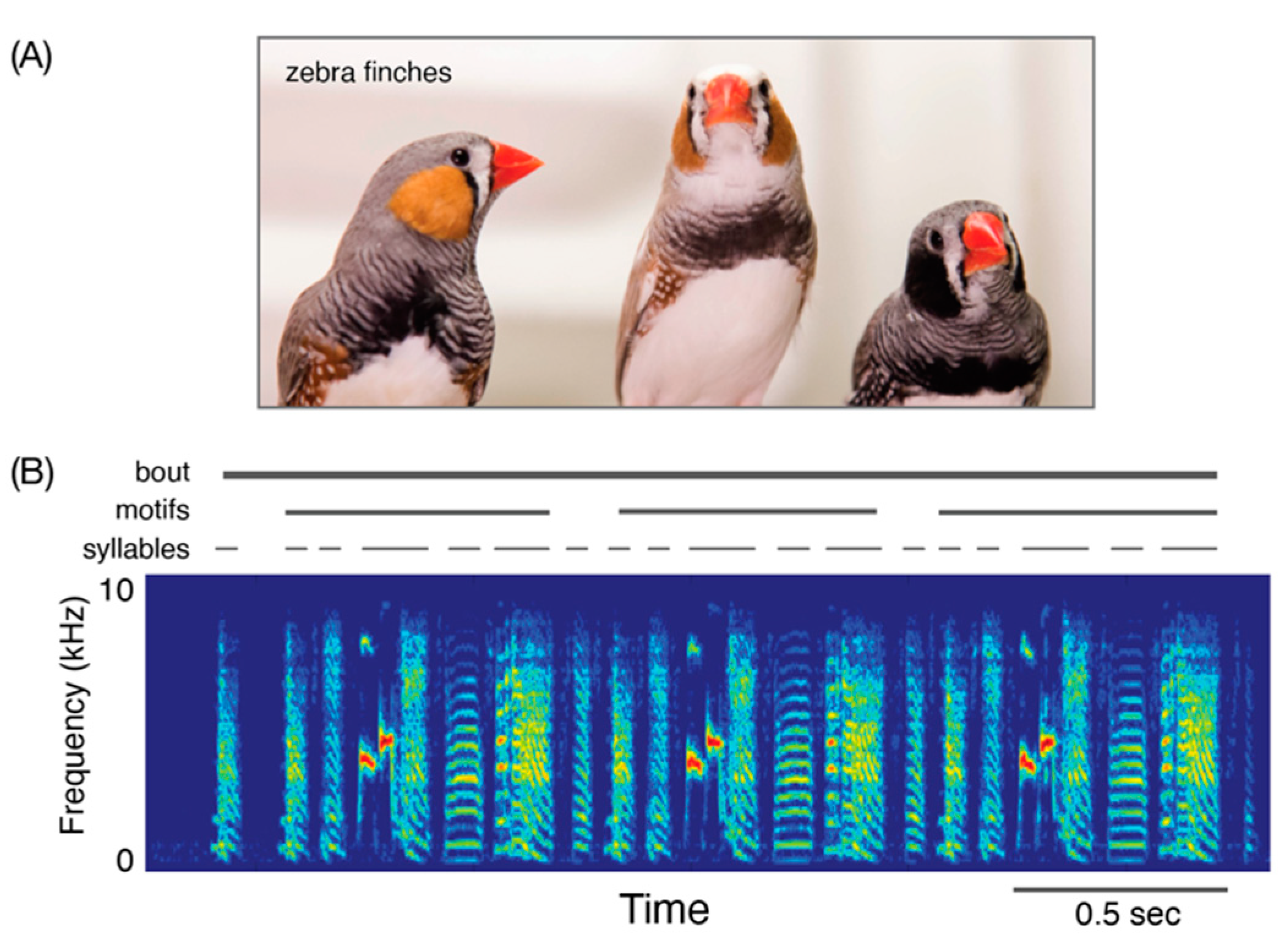 Animals Open Sex Hindi Audio Free - Languages | Free Full-Text | Vocal Learning and Behaviors in Birds and  Human Bilinguals: Parallels, Divergences and Directions for Research