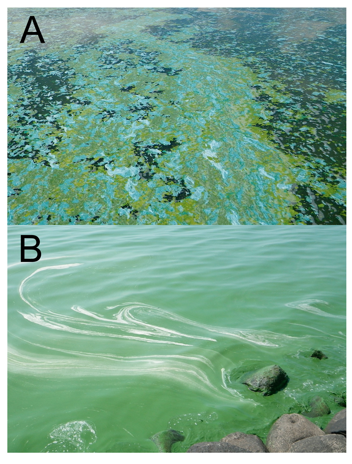 Life | Free Full-Text | Toxic Cyanobacterial Bloom Triggers in