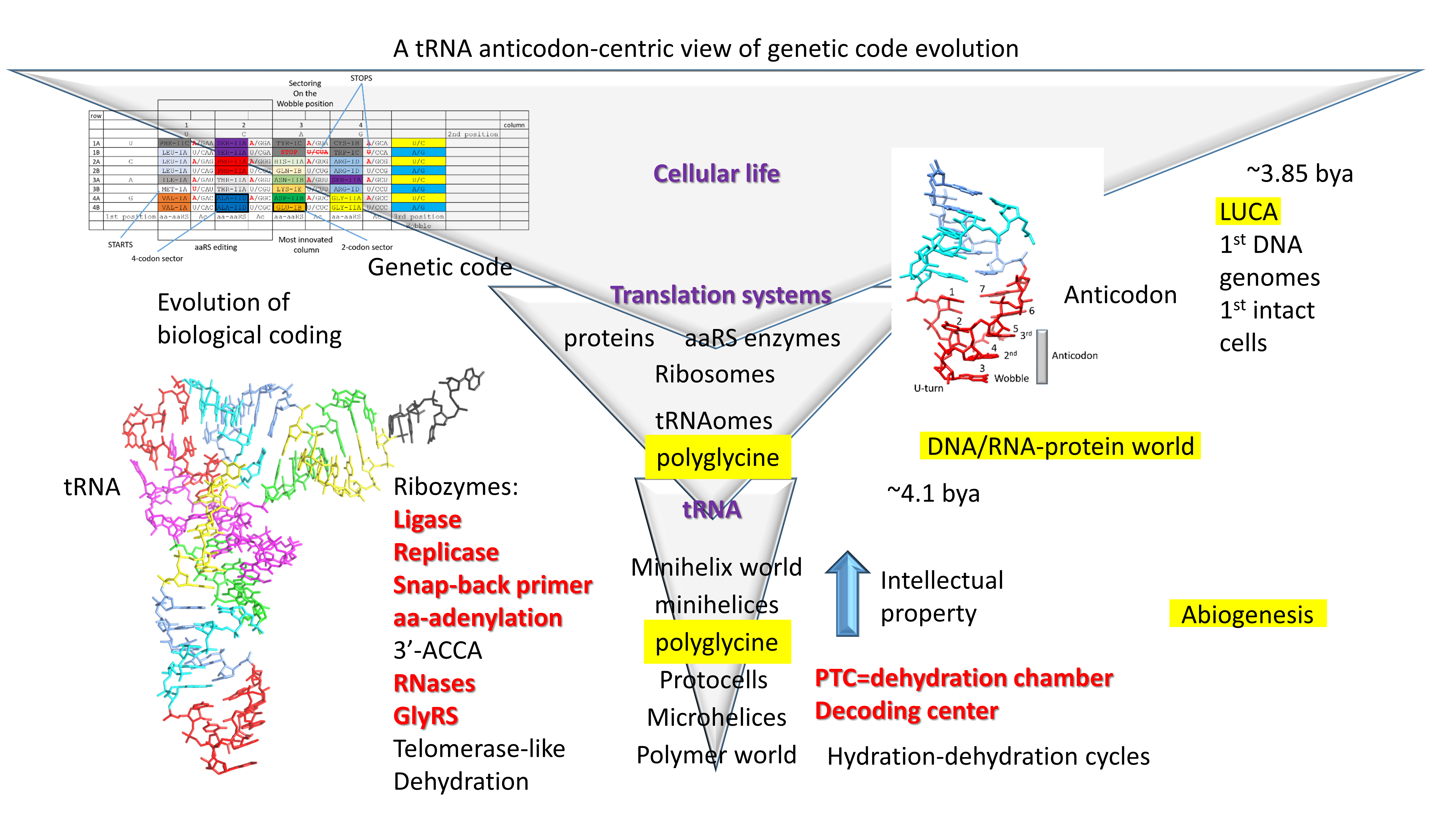 Life Free Full Text Evolution Of Life On Earth Trna Aminoacyl Trna Synthetases And The Genetic Code Html