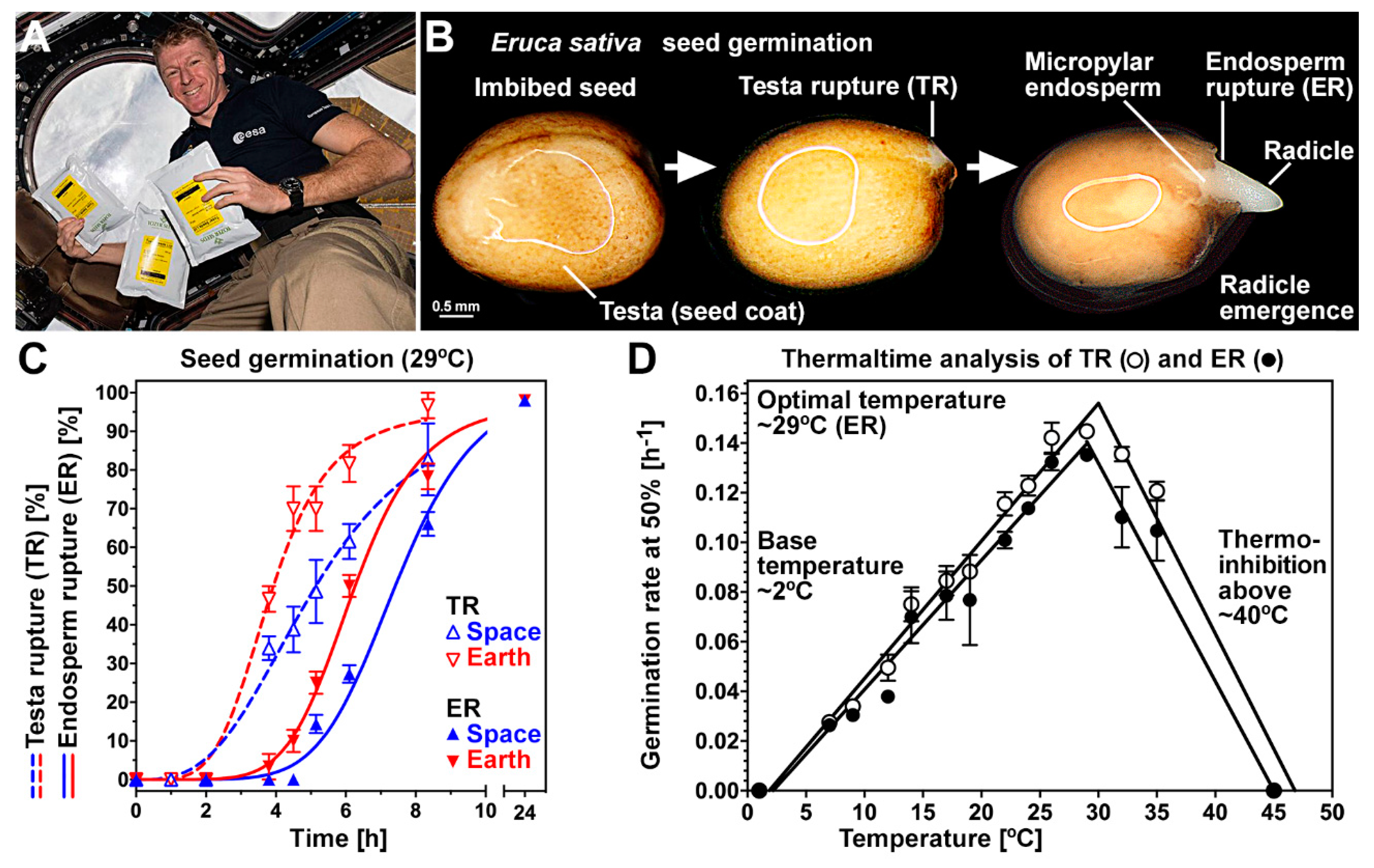 Life | Free Full-Text | Rocket Science: The Effect of Spaceflight on  Germination Physiology, Ageing, and Transcriptome of Eruca sativa Seeds |  HTML