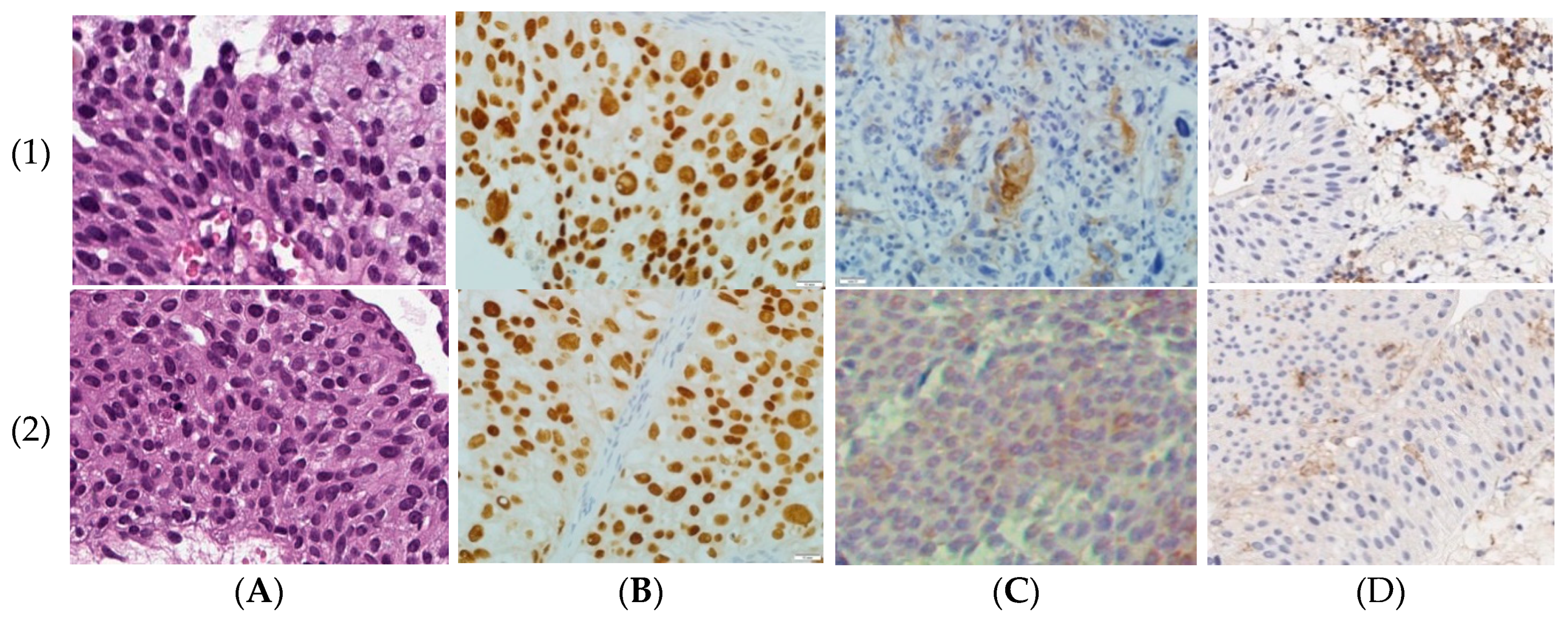 Life 10 00305 g001 Life 10 00305 g001