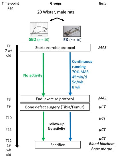 Life | Free Full-Text | Preventive Moderate Continuous Running-Exercise  Conditioning Improves the Healing of Non-Critical Size Bone Defects in Male  Wistar Rats: A Pilot Study Using µCT