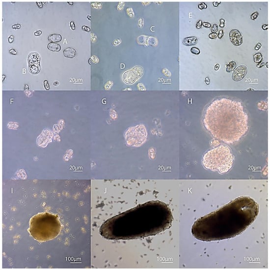 Life | Free Full-Text | Haploid Embryogenesis in Isolated Microspore ...