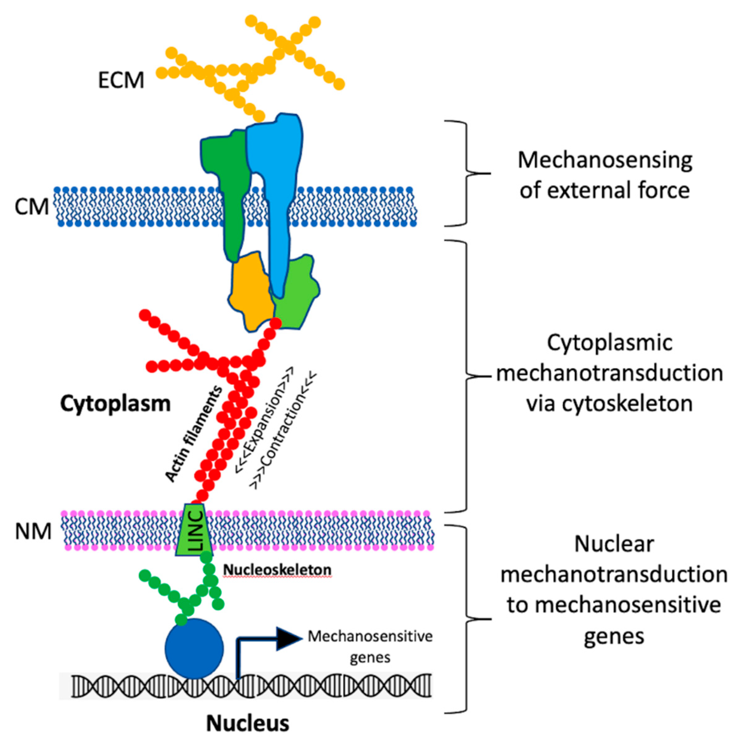 Life 11 00033 g001 Life 11 00033 g001
