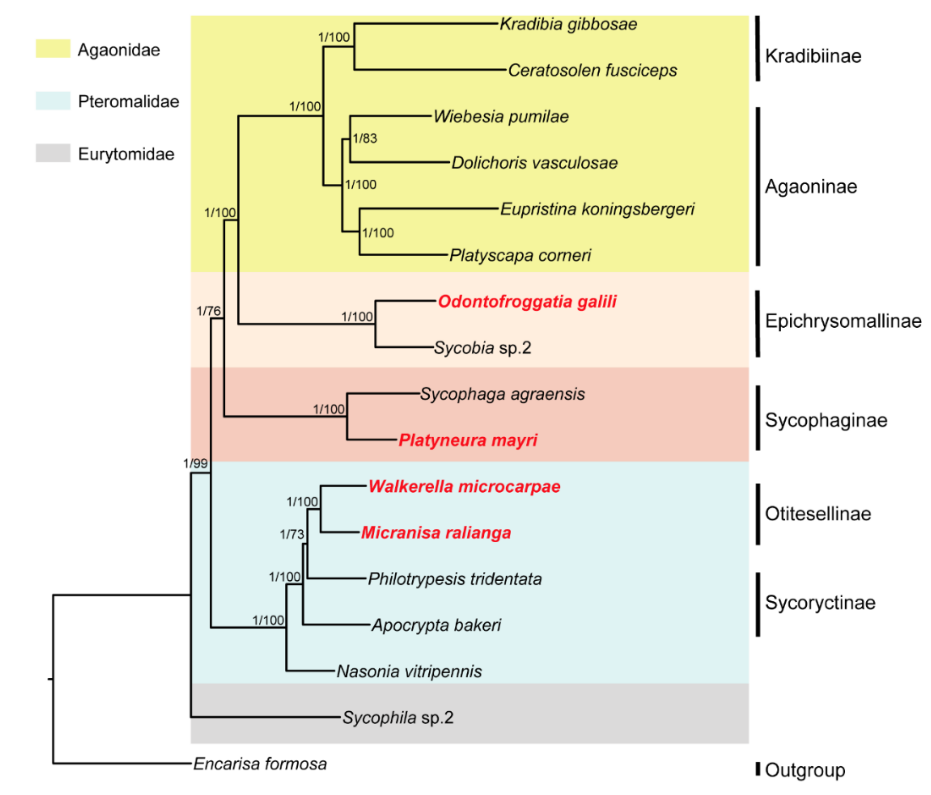 Life | Free Full-Text | Inferring the Phylogenetic Positions of 