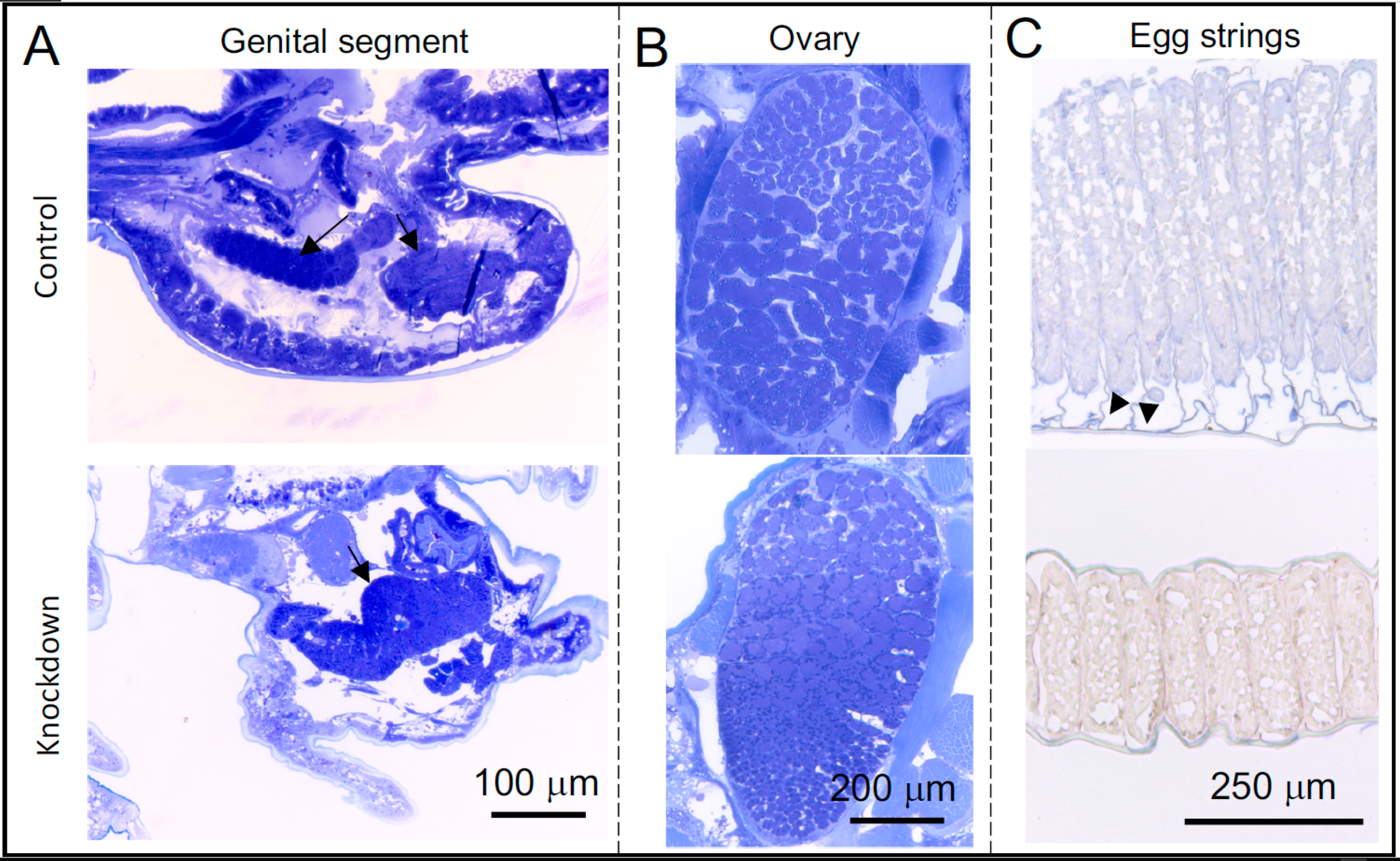 Rejection of Lepeophtheirus salmonis driven in part by chitin