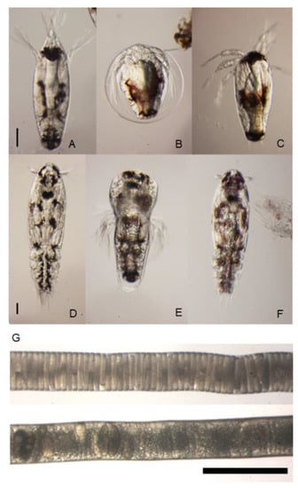 Rejection of Lepeophtheirus salmonis driven in part by chitin