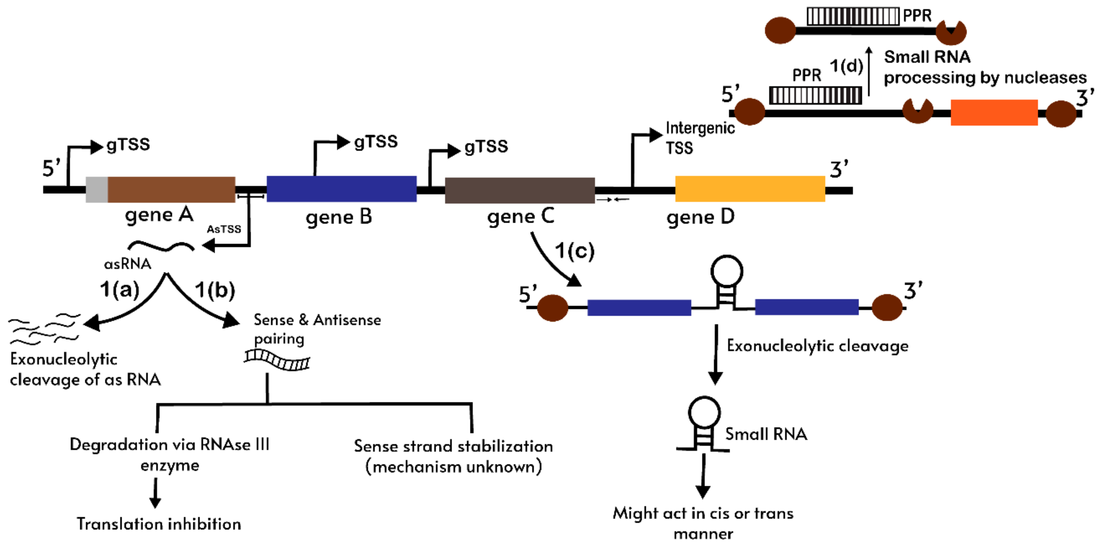 Life Free Full Text Noncoding Rna An Insight Into Chloroplast And Mitochondrial Gene Expressions Html