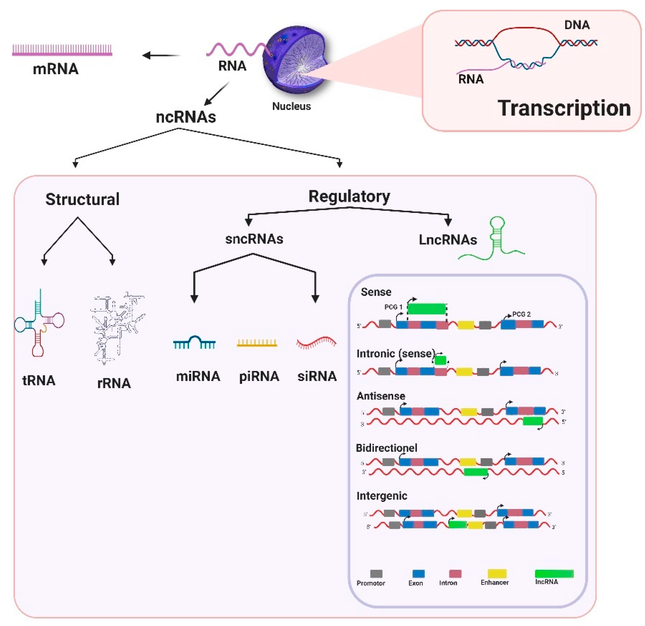 Life Free Full Text Long Non Coding Rnas And Their Potential Roles