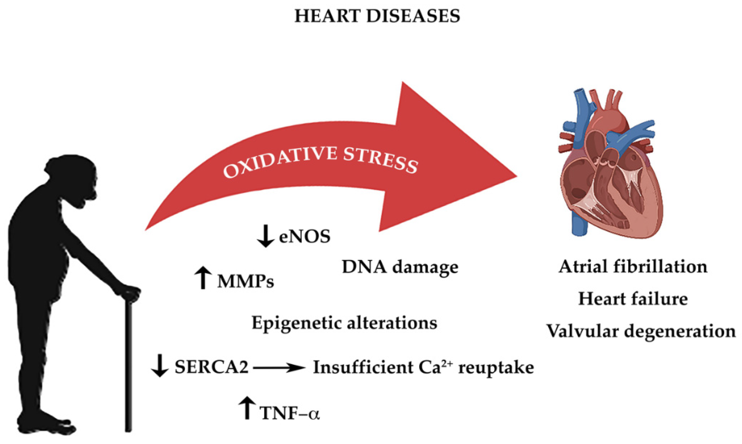 Life | Free Full-Text | The Role of Oxidative Stress in Cardiovascular  Aging and Cardiovascular Diseases | HTML