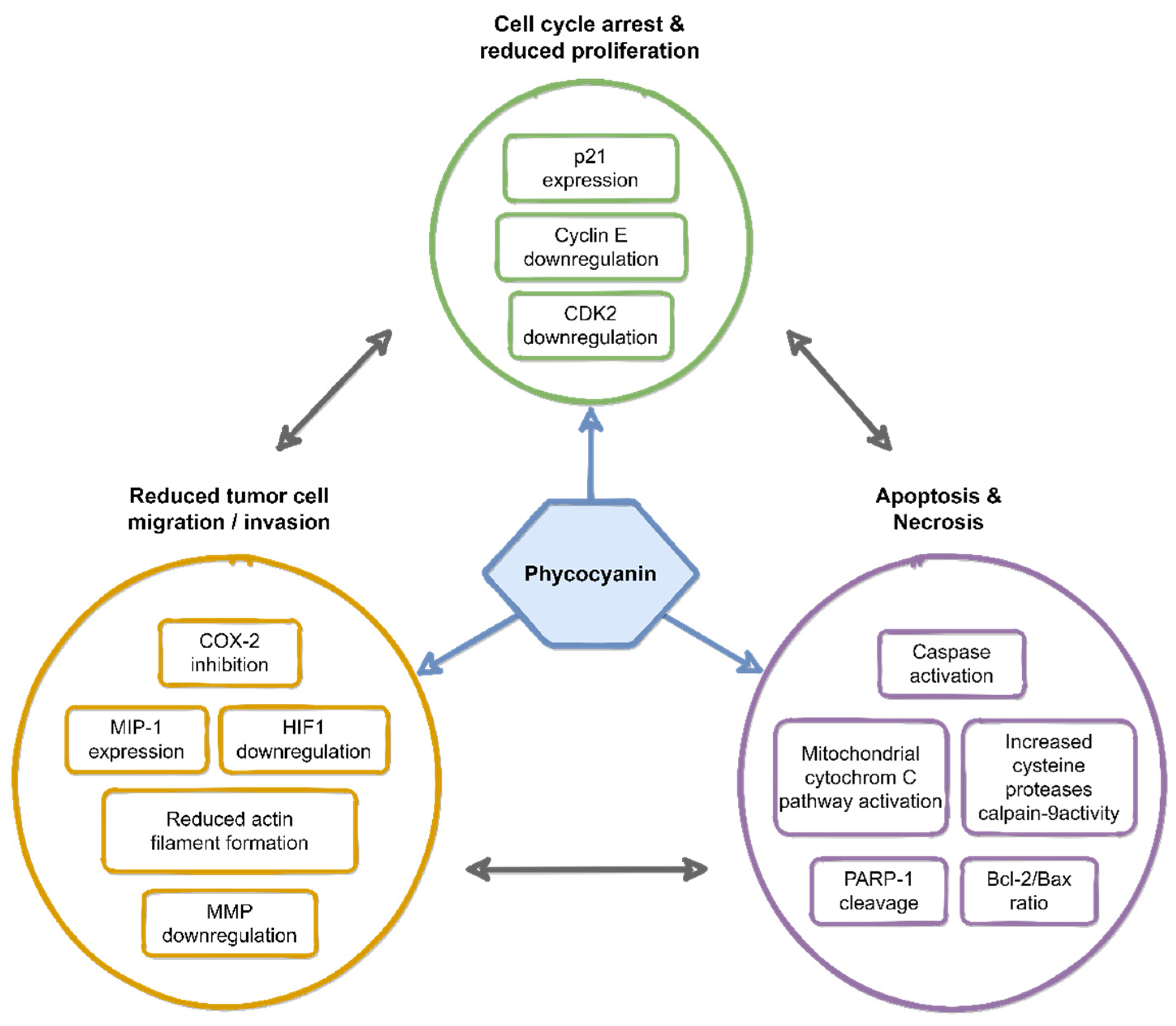 Life 11 00091 g002 Life 11 00091 g002