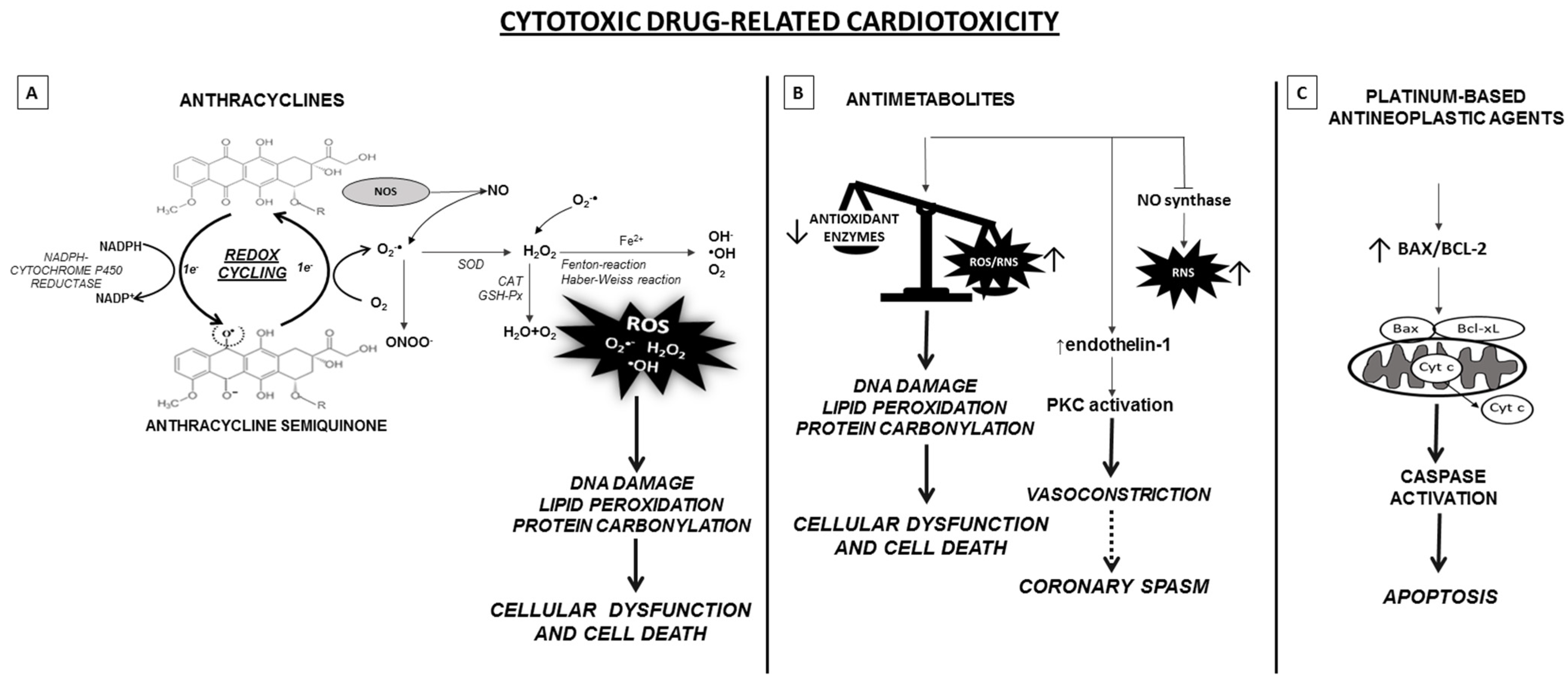 Life Free Full Text Molecules And Mechanisms To Overcome Oxidative Stress Inducing Cardiovascular Disease In Cancer Patients Html