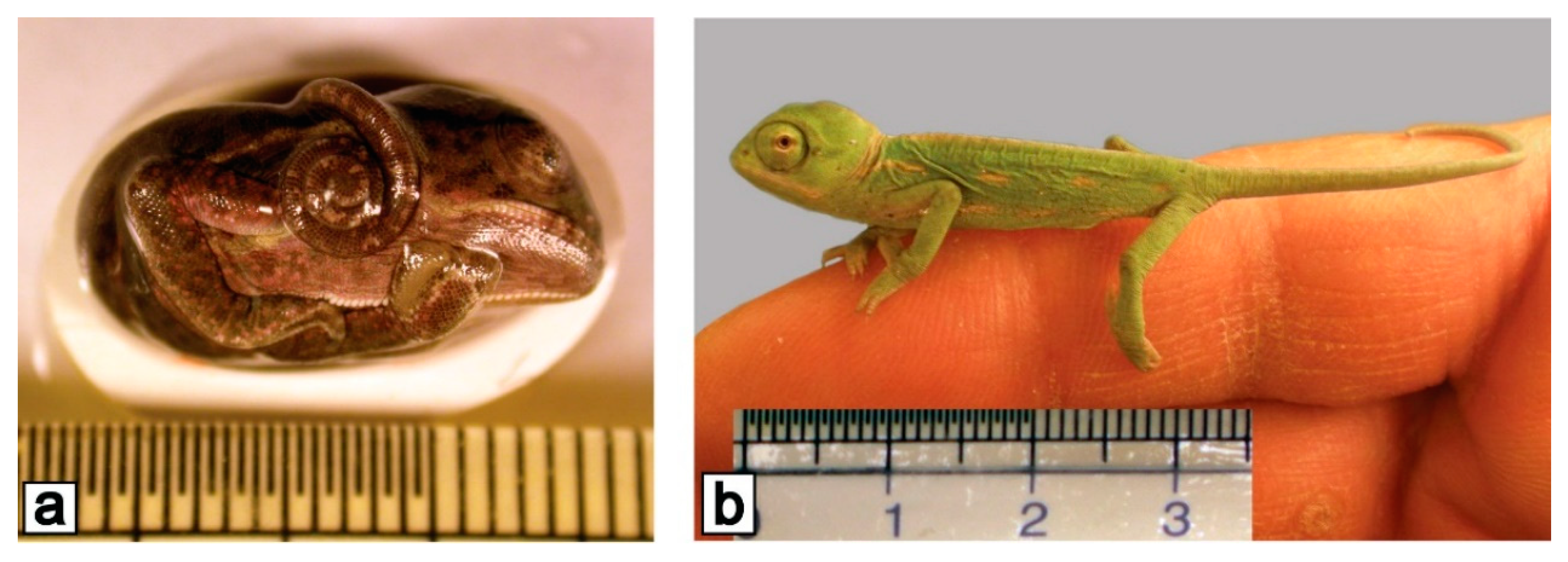 Life 11 00109 g004 Life 11 00109 g004