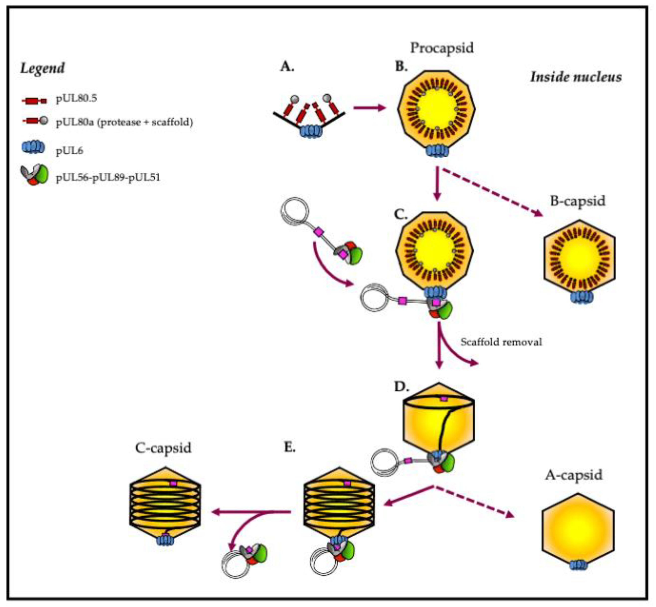 A Unique Role of the Human Cytomegalovirus Small Capsid Protein in Capsid  Assembly