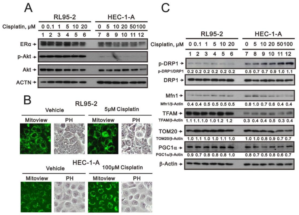 Life 11 00160 g006 Life 11 00160 g006