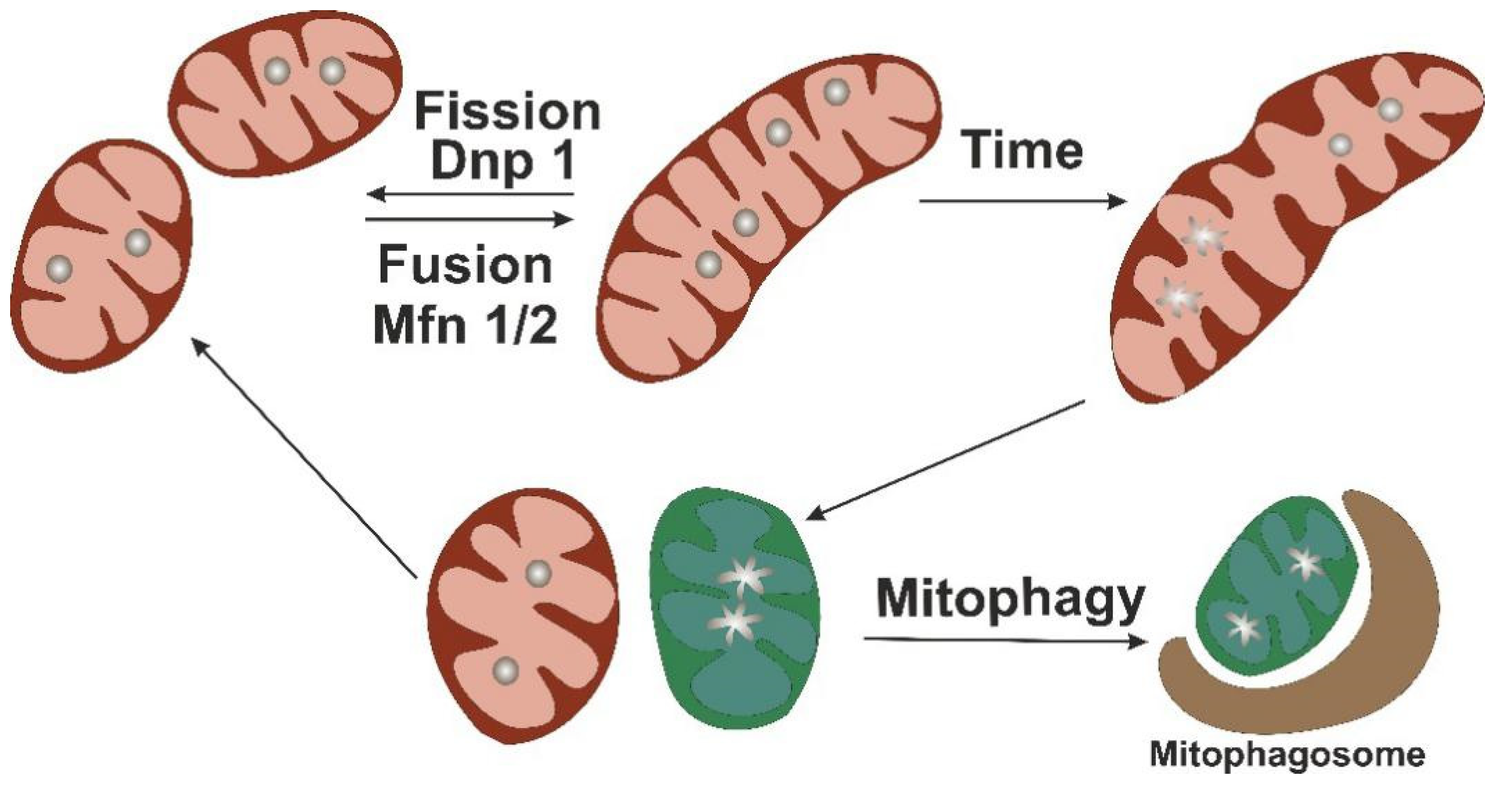 mitochondrial fission and fusion