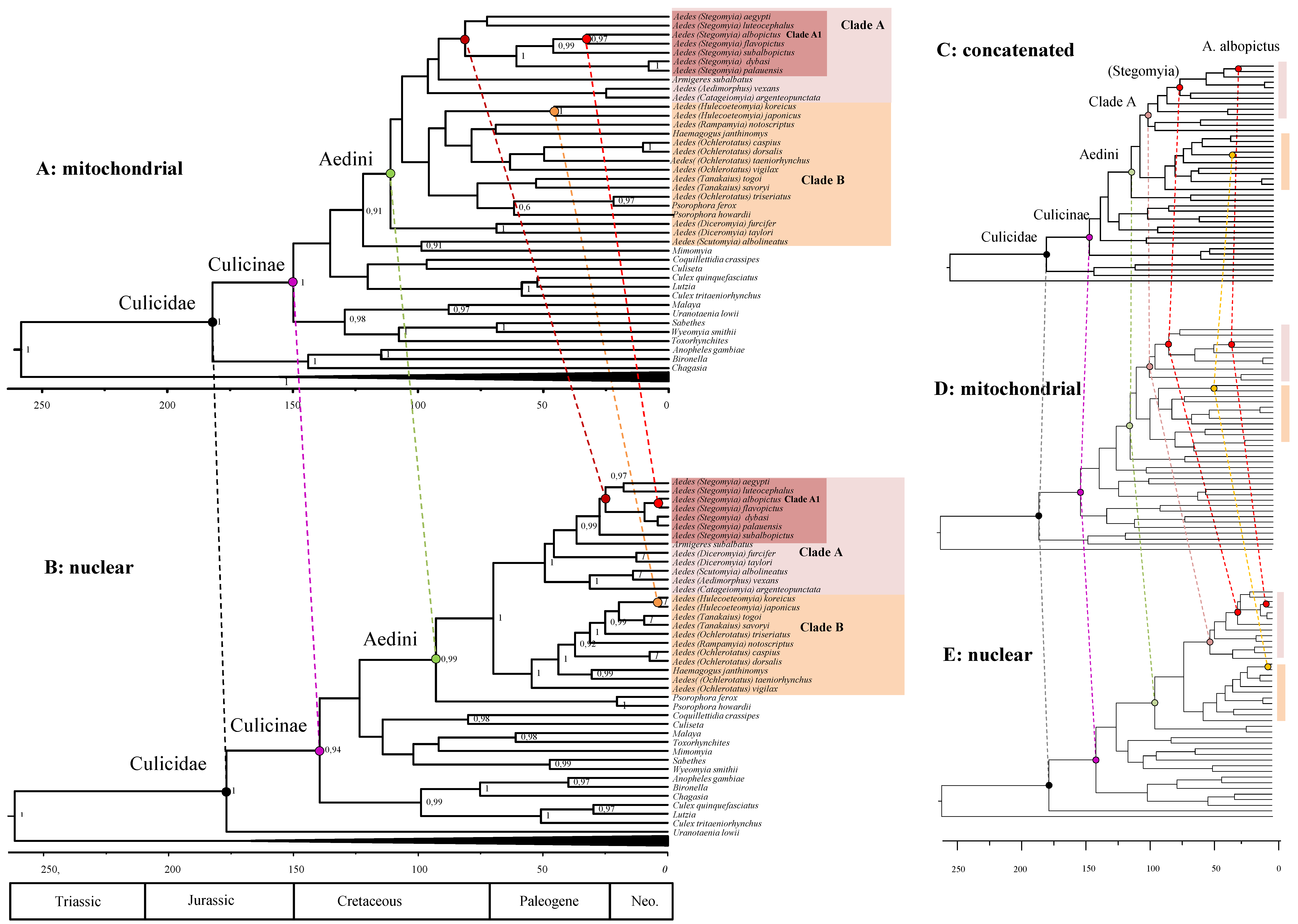 Schematic phylogenetic relationships of mitochondria and