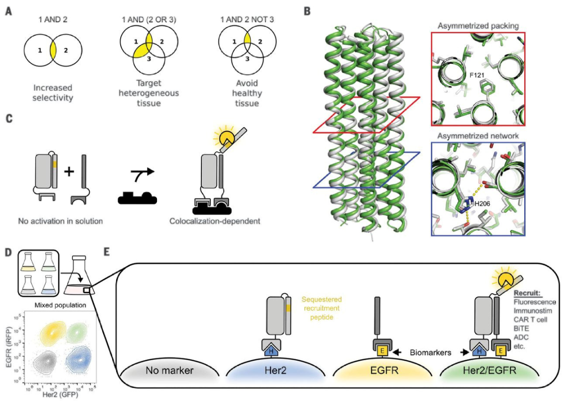Life | Free Full-Text | Recent Progress Using De Novo Design to Study  Protein Structure, Design and Binding Interactions | HTML