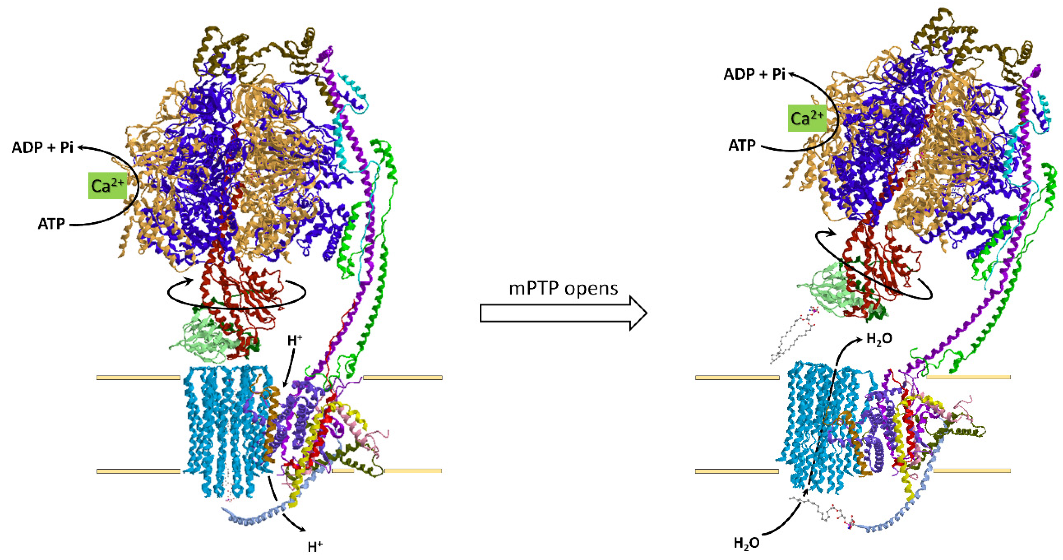 Life 11 00242 g005 Life 11 00242 g005