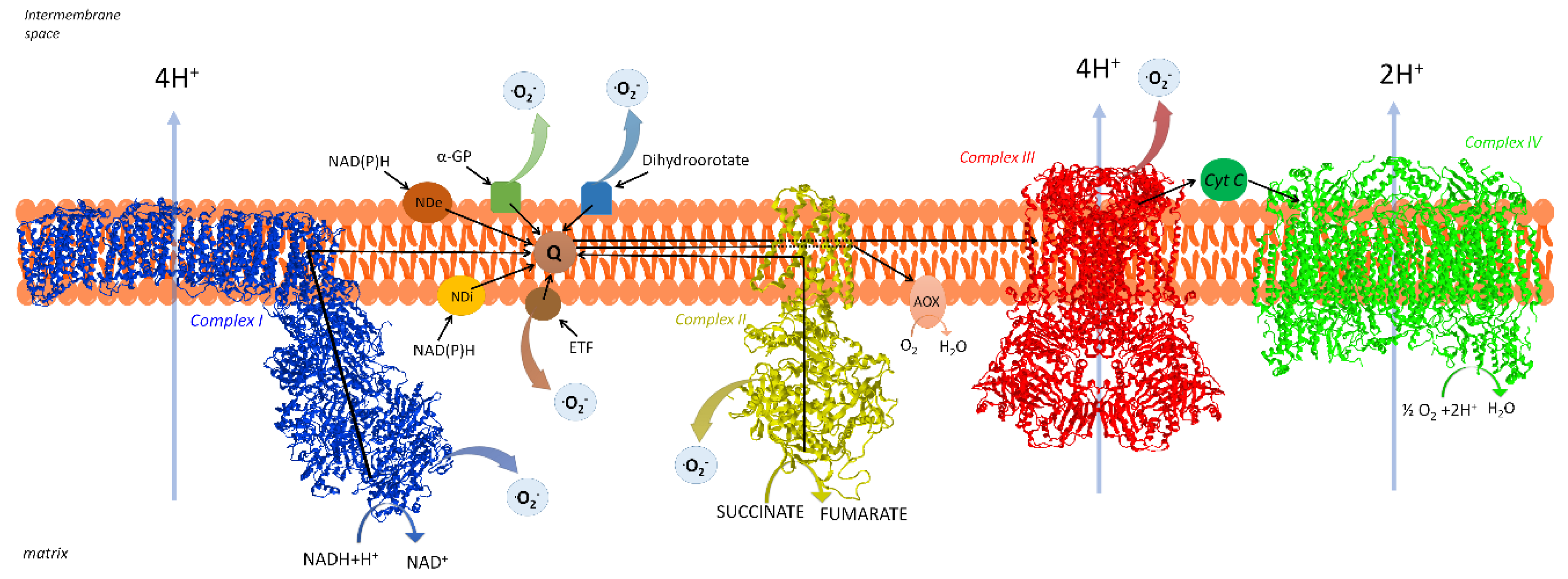 Life | Free Full-Text | Molecular and Supramolecular Structure of the  Mitochondrial Oxidative Phosphorylation System: Implications for Pathology