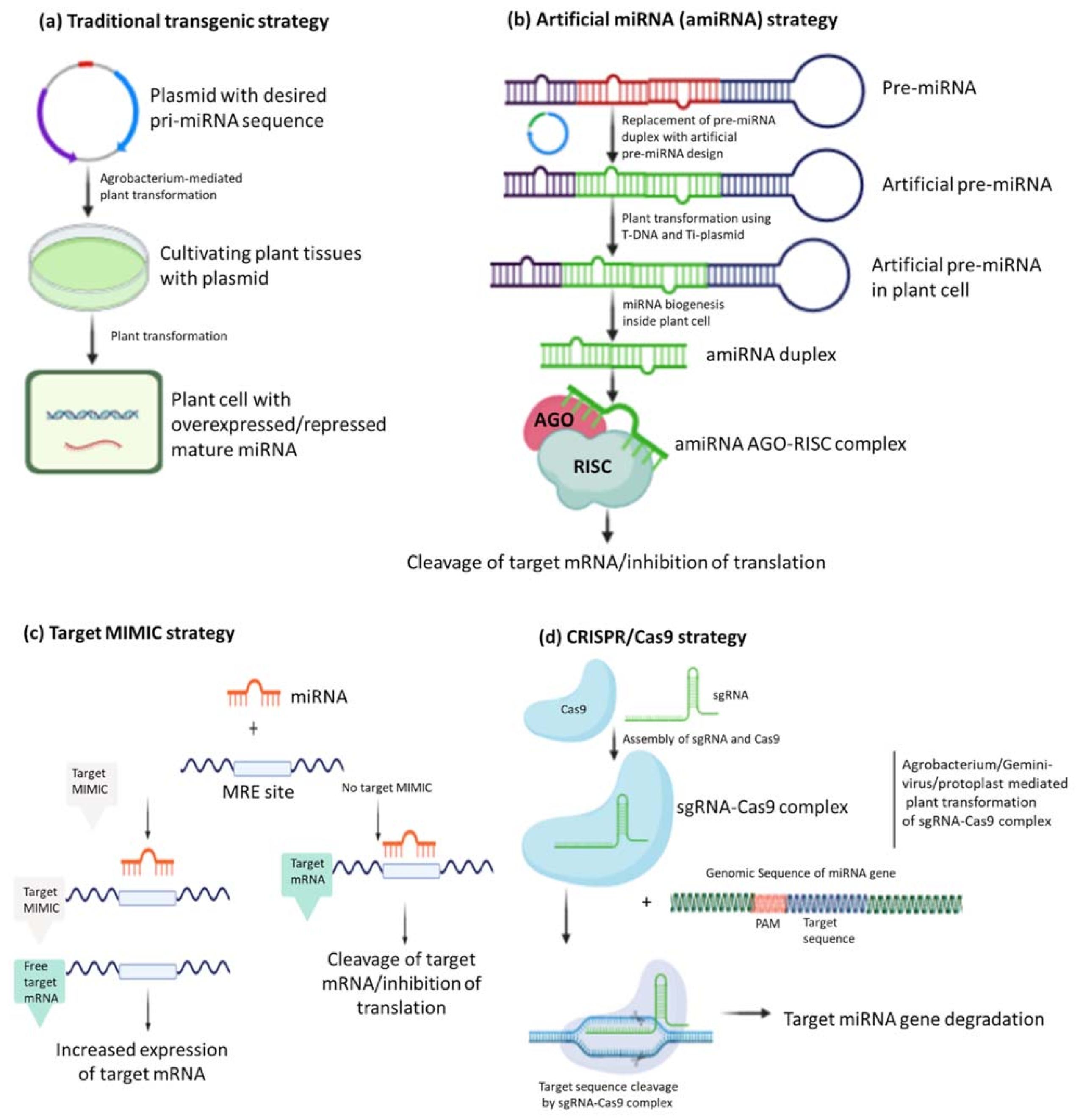 Life | Free Full-Text | MicroRNAs: Potential Targets for Developing ...