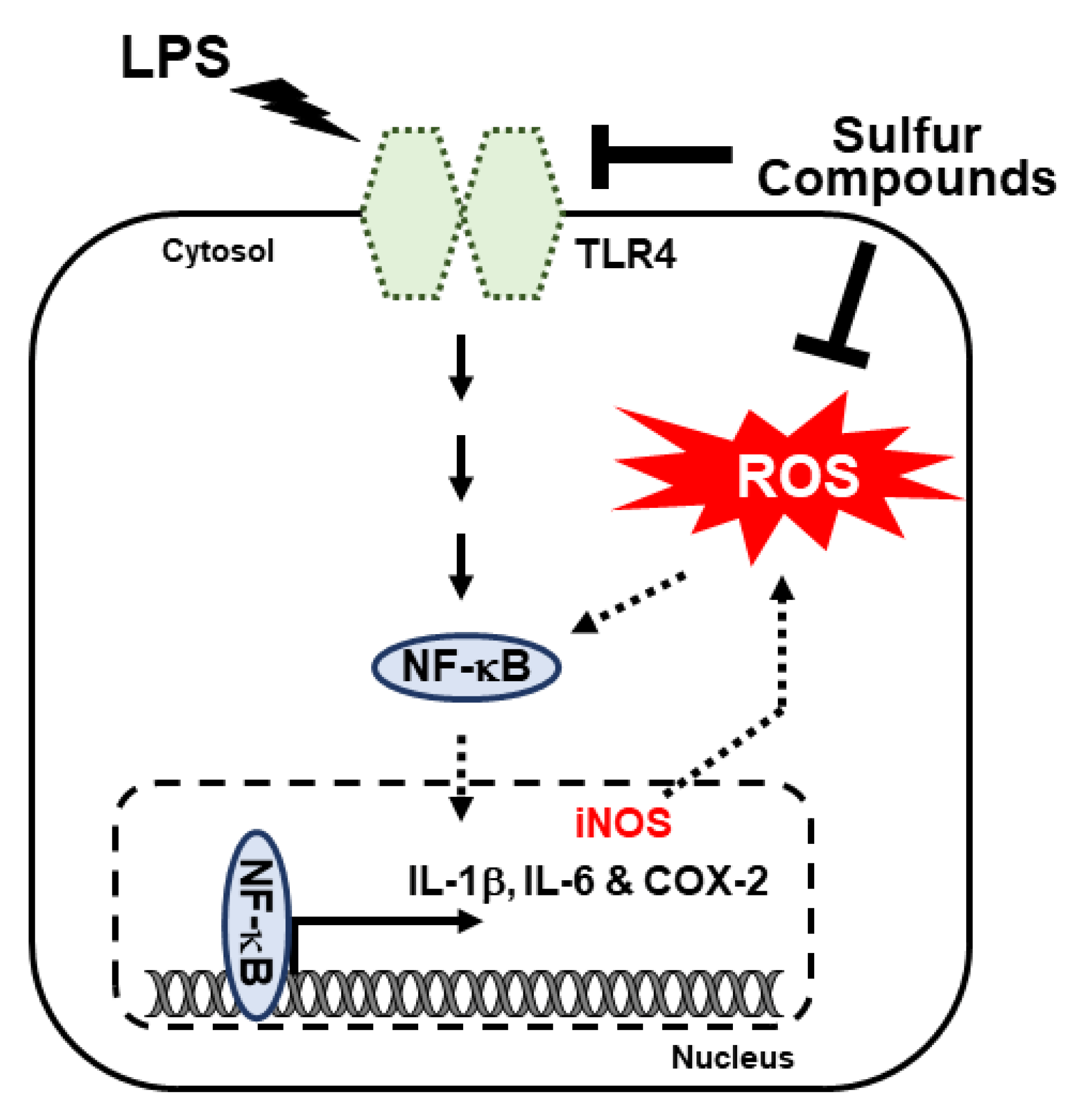 Life | Free Full-Text | Natural Sulfurs Inhibit LPS-Induced Inflammatory  Responses through NF-κB Signaling in CCD-986Sk Skin Fibroblasts