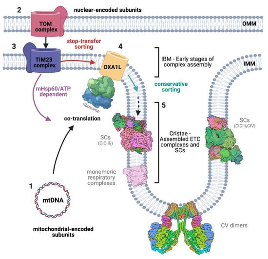 Life | Free Full-Text | Interplay between Mitochondrial Protein 