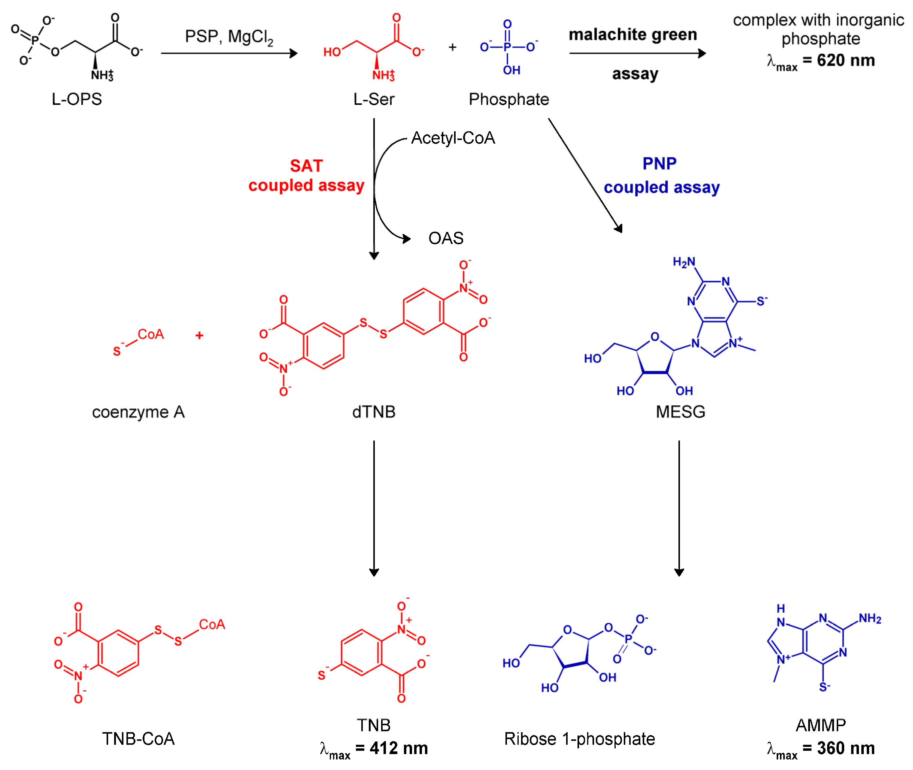 Life | Free Full-Text | A Novel Assay for Phosphoserine Phosphatase  Exploiting Serine Acetyltransferase as the Coupling Enzyme | HTML